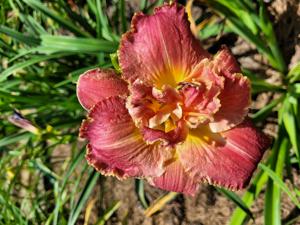 OUTRAGEOUS FORTUNE